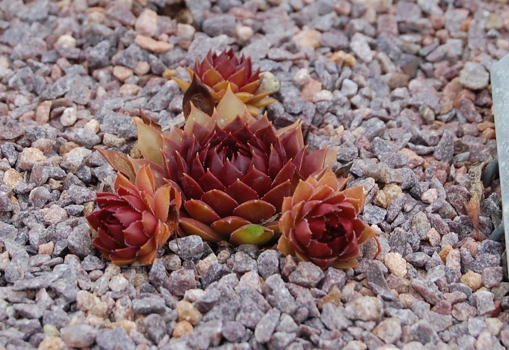 Photo of Hen and Chick (Sempervivum 'Red Hot Chili') uploaded by valleylynn