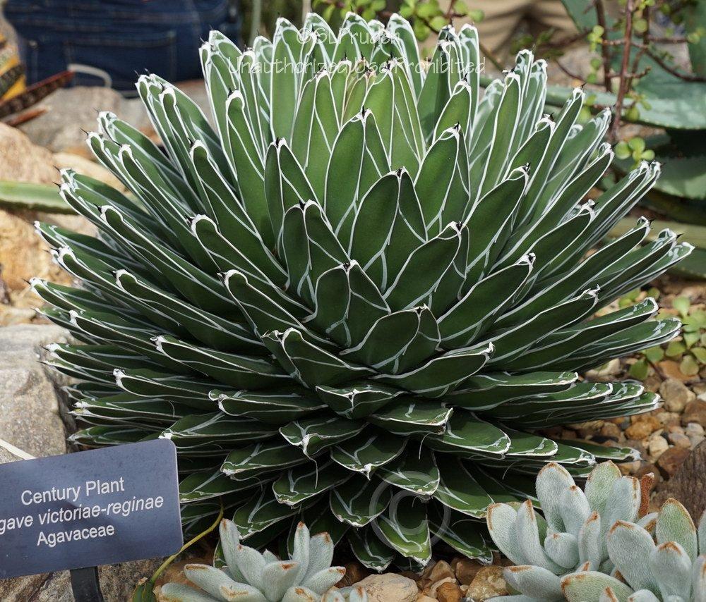 Photo of Queen Victoria Agave (Agave victoriae-reginae) uploaded by DaylilySLP