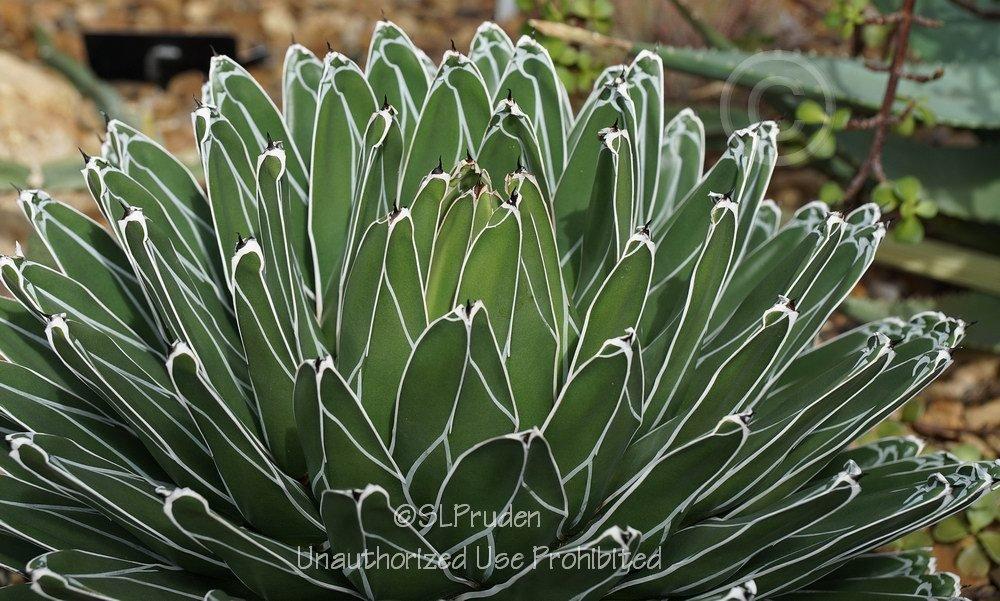 Photo of Queen Victoria Agave (Agave victoriae-reginae) uploaded by DaylilySLP