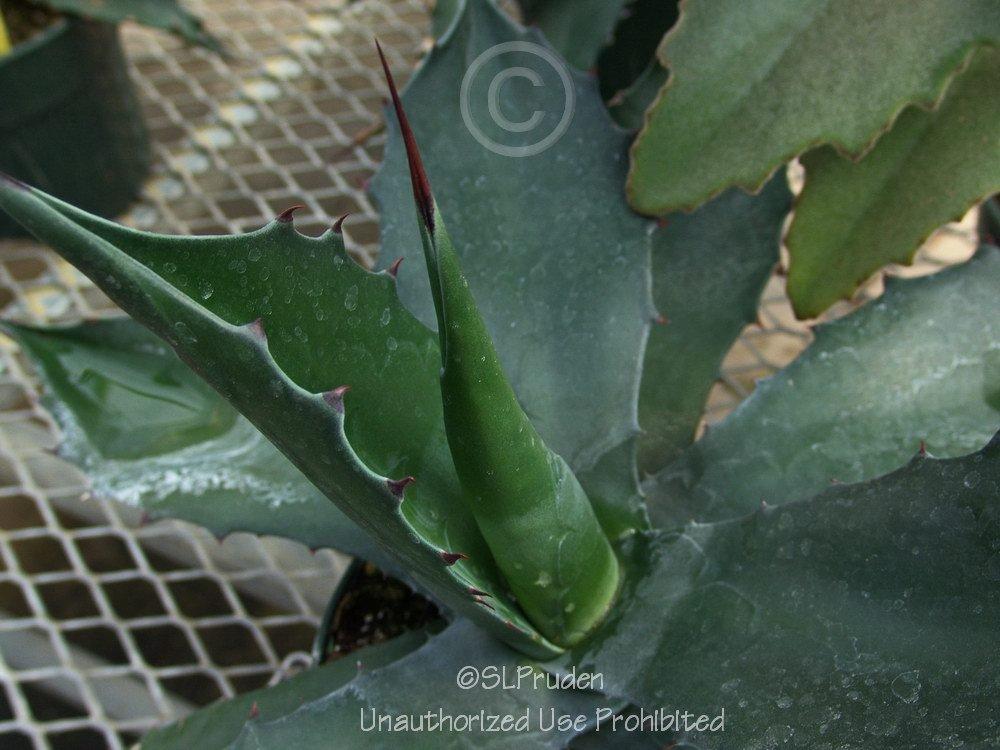 Photo of Mountain Agave (Agave montana) uploaded by DaylilySLP