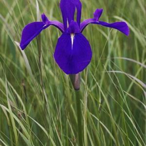 Japanese Iris (Iris laevigata). Called Rabbitear Iris, Shallow-fl