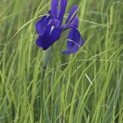 Location: Primorsky Kraj, Russia
Date: 2013-06-16
Japanese Iris (Iris laevigata). Called Rabbitear Iris, Shallow-fl