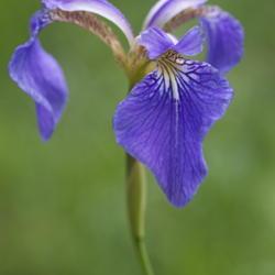 Location: Primorsky Kraj, Russia
Date: 2009-06-28
Beachhead iris (Iris setosa). Called Bristle-pointed iris also. W