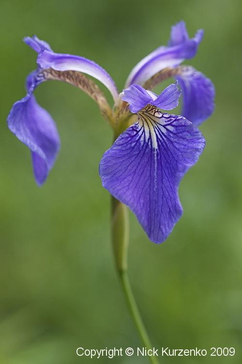Photo of Species Iris (Iris setosa) uploaded by Nick_Kurzenko