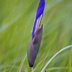 Location: Primorsky Kraj, Russia
Date: 2013-06-16
Japanese Iris (Iris laevigata). Called Rabbitear Iris, Shallow-fl