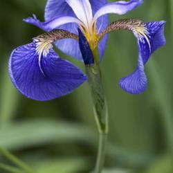 Location: Primorsky Kraj, Russia
Date: 2011-06-27
Beachhead iris (Iris setosa). Called Bristle-pointed iris also. W