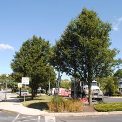 Location: Downingtown, Pennsylvania
Date: 2019-08-29
trees planted around a parking lot and near sidewalks