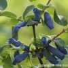 Blue Honeysuckle (Lonicera edulis subsp. edulis).