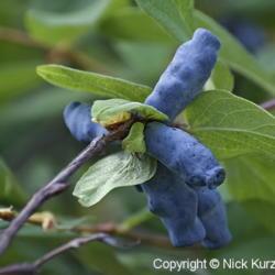 Location: Primorsky Kraj, Russia
Date: 2007-07-01
Blue Honeysuckle (Lonicera edulis subsp. edulis).
