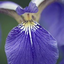 Location: Primorsky Kraj, Russia
Date: 2007-06-16
Beachhead iris (Iris setosa). Called Bristle-pointed iris also. W