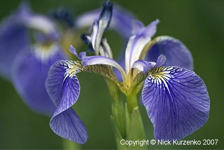Photo of Species Iris (Iris setosa) uploaded by Nick_Kurzenko