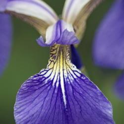 Location: Primorsky Kraj, Russia
Date: 2007-06-16
Beachhead iris (Iris setosa). Called Bristle-pointed iris also. W