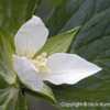 Wood Lily (Trillium x komarowii). Wild plant in natural habitat.