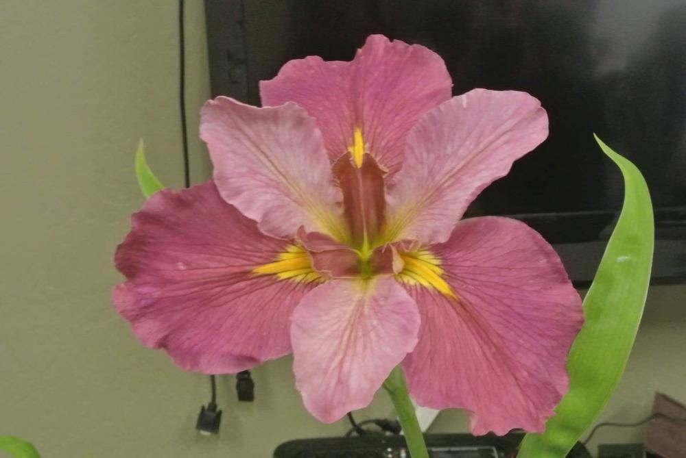 Photo of Louisiana Iris (Iris 'Goodwin Fire') uploaded by MShadow