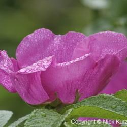 Location: Primorsky Kraj, Russia
Date: 2006-06-25
Ramamnas Rose (Rosa rugosa). Wild plant in natural habitat.