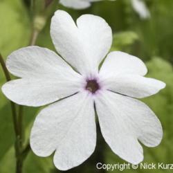 Location: Primorsky Kraj, Russia
Date: 2006-05-27
Asiatic Primrose (Primula sieboldii). White form. Wild plant grow