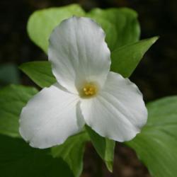 Location: In the Missouri Botanical Garden in Saint Louis
Date: Spring, 2004
Great White Trillium (Trillium grandiflorum) 001