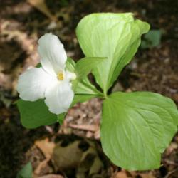 Location: In the Missouri Botanical Garden in Saint Louis
Date: Spring, 2004
Great White Trillium (Trillium grandiflorum) 002