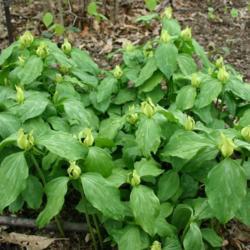 Location: In the Missouri Botanical Garden in Saint Louis
Date: Spring, 2004
Yellow Trillium (Trillium luteum) 002