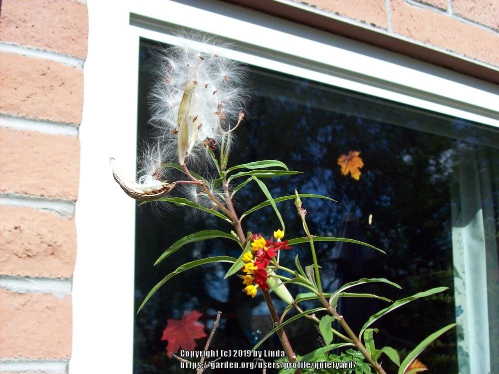 Photo of Mexican Milkweed (Asclepias curassavica 'Silky Deep Red') uploaded by quietyard