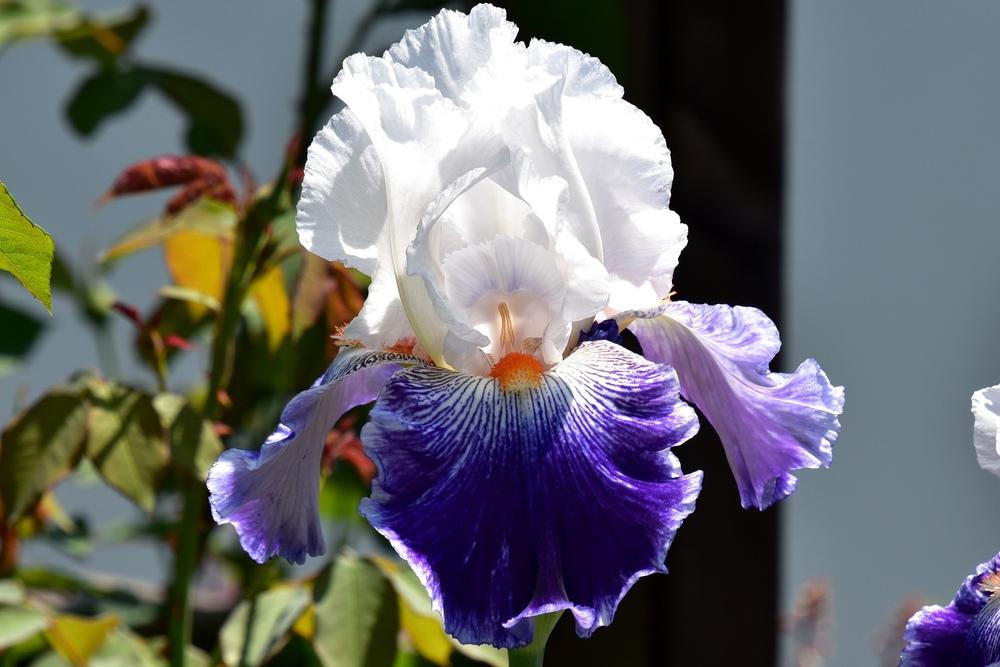 Photo of Tall Bearded Iris (Iris 'Bal Masque') uploaded by sunnyvalley