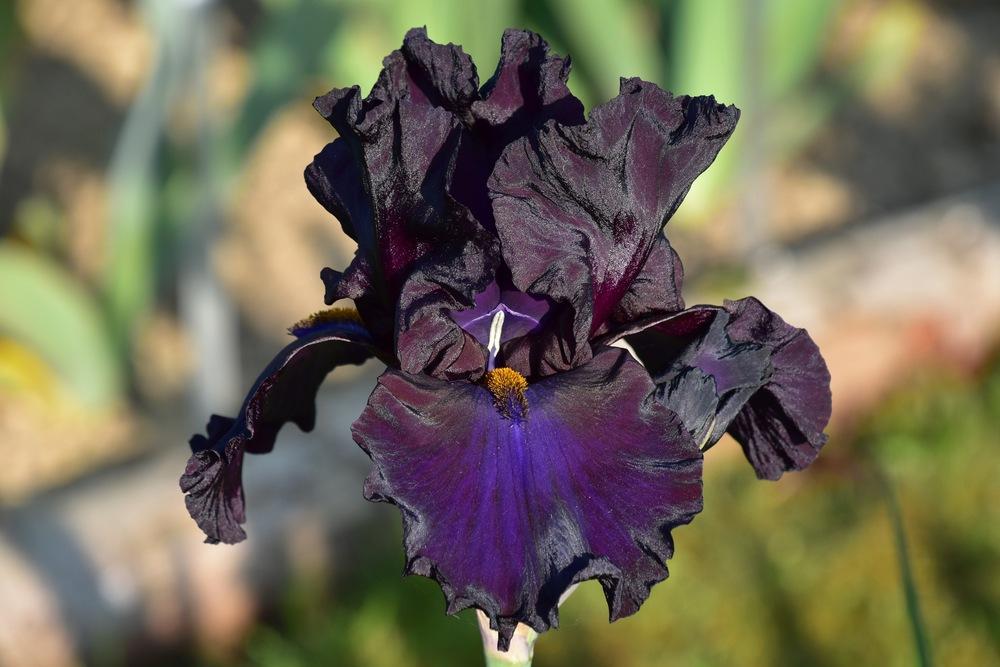 Photo of Tall Bearded Iris (Iris 'Certe Notti') uploaded by sunnyvalley