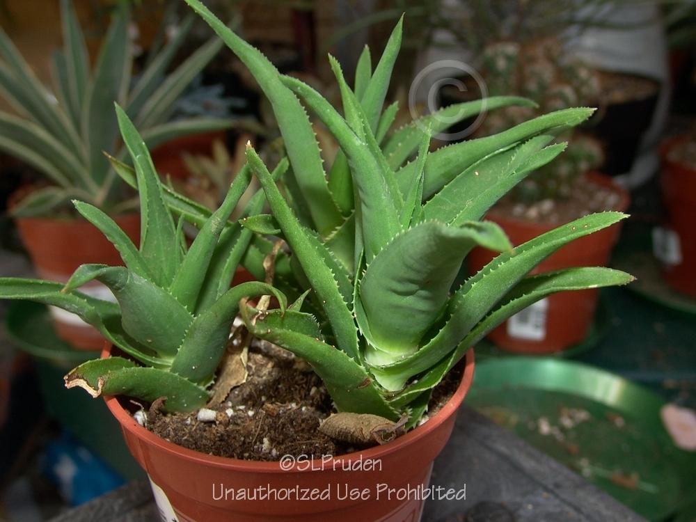 Photo of Climbing Aloe (Aloiampelos ciliaris) uploaded by DaylilySLP