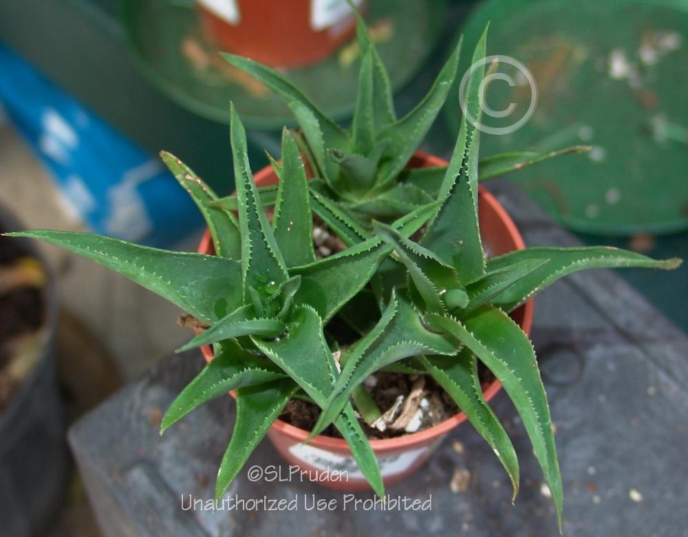 Photo of Climbing Aloe (Aloiampelos ciliaris) uploaded by DaylilySLP