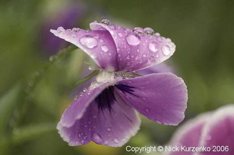 Photo of Pansy (Viola x wittrockiana) uploaded by Nick_Kurzenko