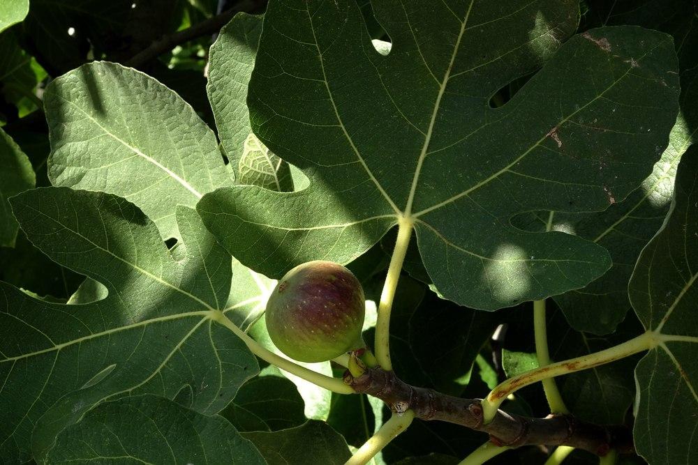 Photo of Figs (Ficus carica) uploaded by Orsola