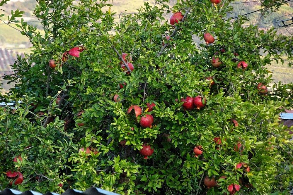 Photo of Pomegranates (Punica granatum) uploaded by Orsola