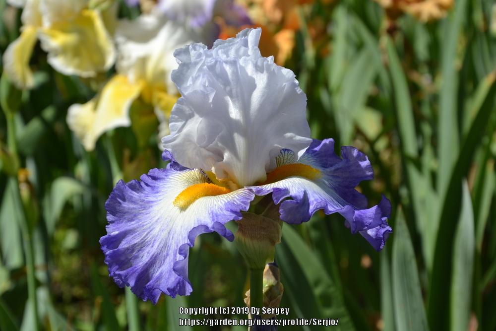 Photo of Tall Bearded Iris (Iris 'Brilliant Idea') uploaded by Serjio