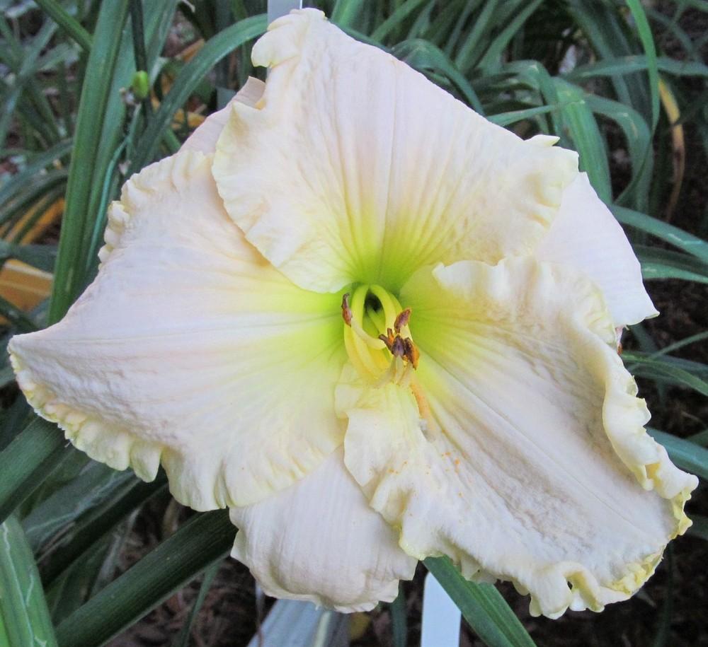 Photo of Daylily (Hemerocallis 'Knights in White Satin') uploaded by Sscape