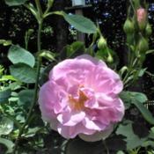 The sweetest smelling rose in my garden!