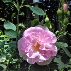 Location: central New Hampshire
Date: 2019-06-27
The sweetest smelling rose in my garden!