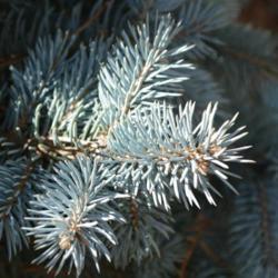 Location: In a neighbor's garden in Oklahoma City
Date: Fall, 2006
Blue Spruce (Picea pungens 'Glauca Globosa') 003