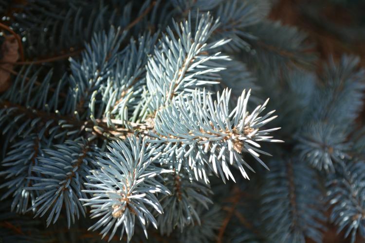 Photo of Blue Spruce (Picea pungens 'Glauca Globosa') uploaded by jathton