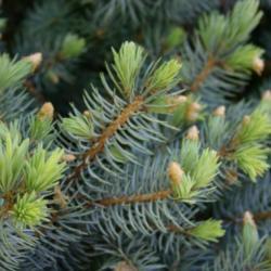 Location: In a neighbor's garden in Oklahoma City
Date: Fall, 2006
Blue Spruce (Picea pungens 'Glauca Globosa') 005