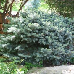Location: In a neighbor's garden in Oklahoma City
Date: July, 2005
Blue Spruce (Picea pungens 'Glauca Globosa') 004