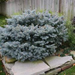 Location: In a neighbor's garden in Oklahoma City
Date: Spring, 2004
Blue Spruce (Picea pungens 'Glauca Globosa') 006
