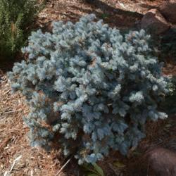 Location: In my garden in Oklahoma City
Date: June, 2004
Blue Spruce (Picea pungens 'Glauca Globosa') 001