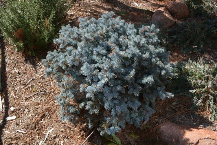 Photo of Blue Spruce (Picea pungens 'Glauca Globosa') uploaded by jathton