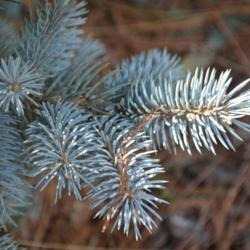 Location: In my garden in Oklahoma City
Date: Spring, 2004
Blue Spruce (Picea pungens 'Glauca Globosa') 002