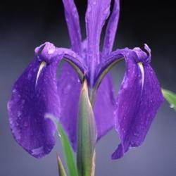 Location: Primorsky Kraj, Russia
Date: 2003
Japanese Iris (Iris laevigata). Called Rabbitear Iris, Shallow-fl