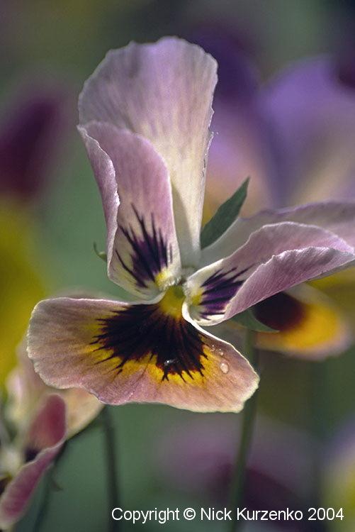 Photo of Pansy (Viola x wittrockiana) uploaded by Nick_Kurzenko