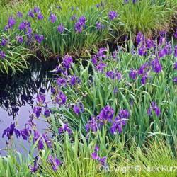 Location: Primorsky Kraj, Russia
Japanese Iris (Iris laevigata). Called Rabbitear Iris, Shallow-fl