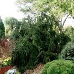 Location: In the Missouri Botanical Garden in Saint Louis
Date: Weeping Norway Spruce (Picea abies 'Pendula') 001