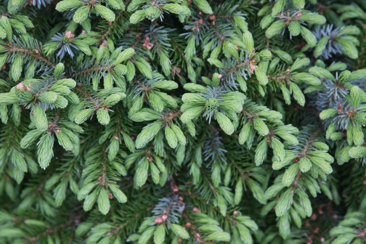 Photo of Alcock's Spruce (Picea alcoquiana) uploaded by jathton