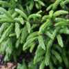 Oriental Spruce (Picea orientalis) 002