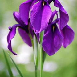 Location: Primorsky Kraj, Russia
Date: 2000
Japanese iris (Iris ensata). Wild plant in natural habitat.